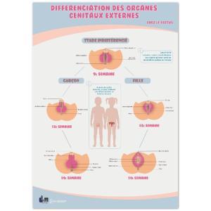 Poster « Différenciation des organes génitaux externes » en papier semi-brillant qualité premium