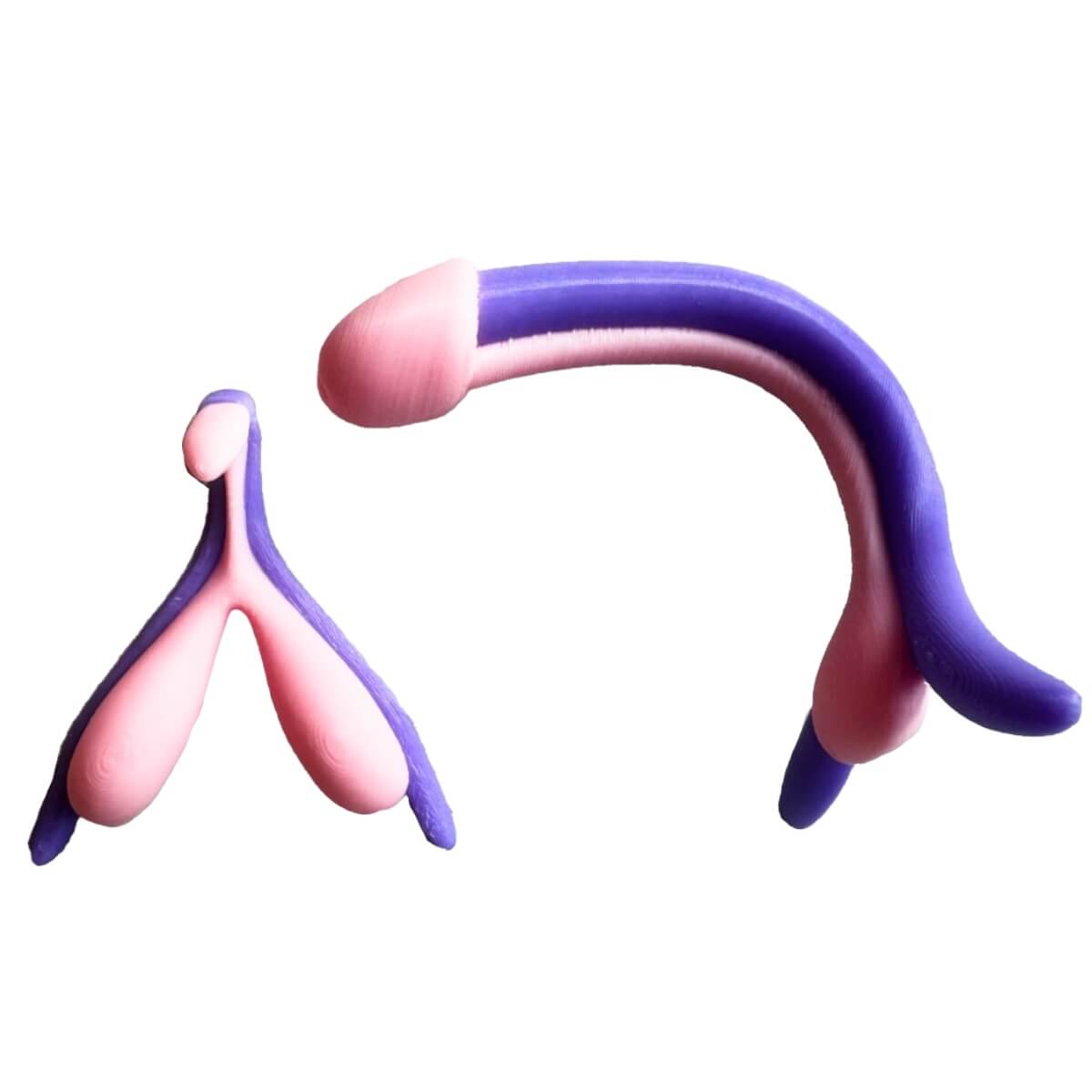 Kit Pédagogique : corps érectiles 3D