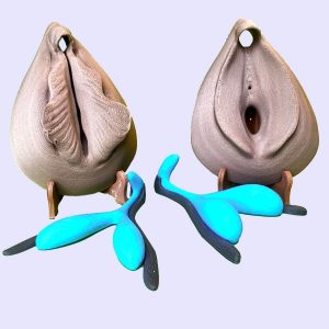 Kit pédagogique 2 vulves 3D repos et excitée + 2 clitoris 3D bicolore flaccide et érection + carte pédagogique, trousse de transport et supports